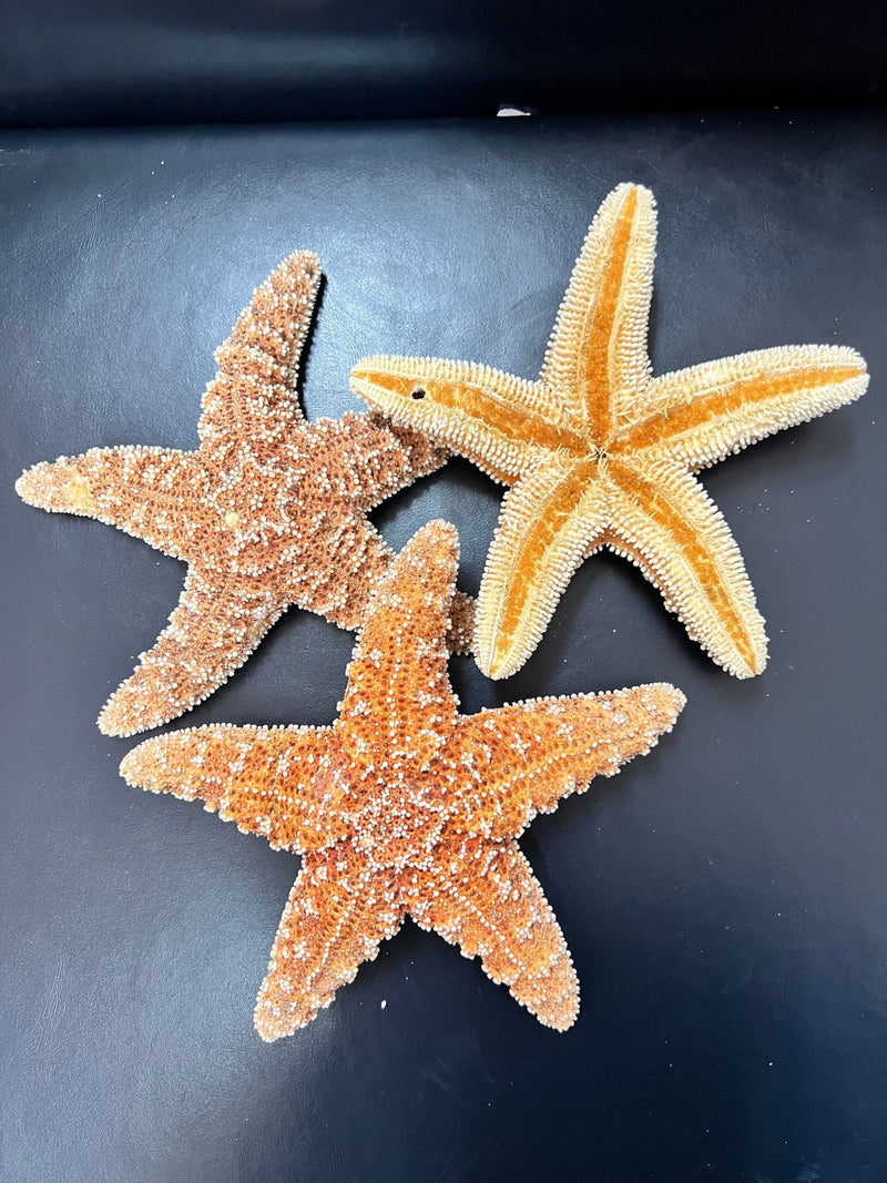 Sugar Starfish - StarfishLoving Coastal Living