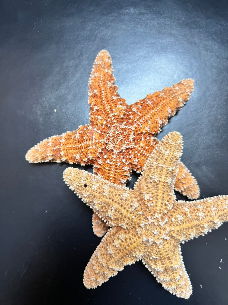 Sugar Starfish - StarfishLoving Coastal Living