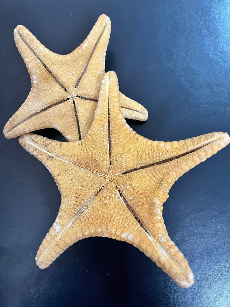 Tan/Orange Spiny Starfish - StarfishLoving Coastal Living