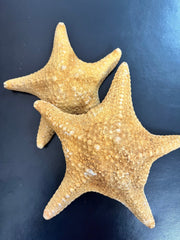 Tan/Orange Spiny Starfish - StarfishLoving Coastal Living