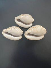 Teulerei Cowry - ShellsLoving Coastal Living