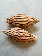 Tiger Volute - ShellsLoving Coastal Living