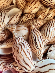 Tiger Volute - ShellsLoving Coastal Living