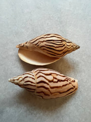 Tiger Volute - ShellsLoving Coastal Living