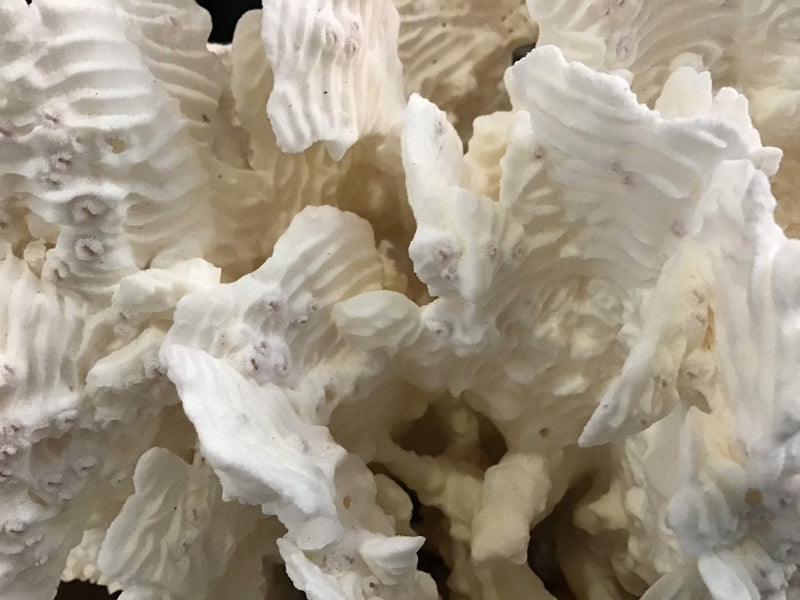 Unique Vintage White Rugosa Coral Loving Coastal Living - Vintage Coral Pieces, Perfect for Display