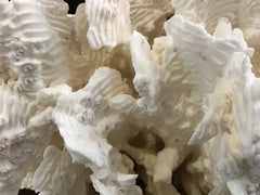 Unique Vintage White Rugosa Coral Loving Coastal Living - Vintage Coral Pieces, Perfect for Display