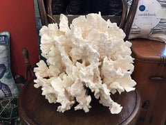 Unique Vintage White Rugosa Coral Loving Coastal Living - Vintage Coral Pieces, Perfect for Display