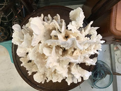 Unique Vintage White Rugosa Coral Loving Coastal Living - Vintage Coral Pieces, Perfect for Display