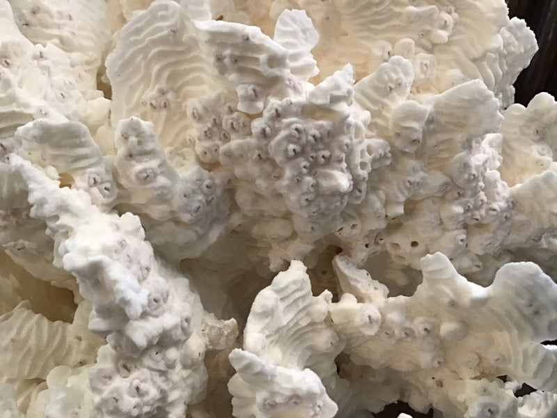 Unique Vintage White Rugosa Coral Loving Coastal Living - Vintage Coral Pieces, Perfect for Display