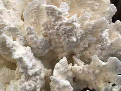 Unique Vintage White Rugosa Coral Loving Coastal Living - Vintage Coral Pieces, Perfect for Display