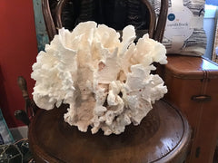 Unique Vintage White Rugosa Coral Loving Coastal Living - Vintage Coral Pieces, Perfect for Display