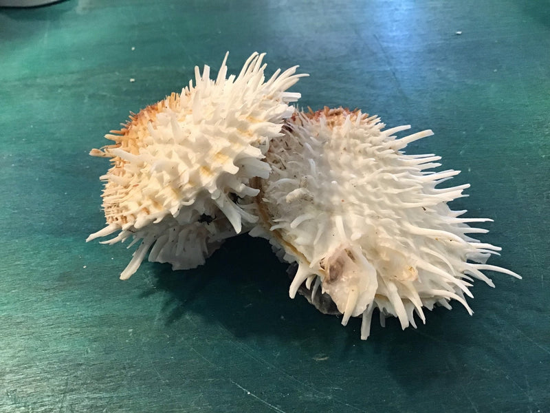 Vintage 5.75" Spondylus - ShellsLoving Coastal Living