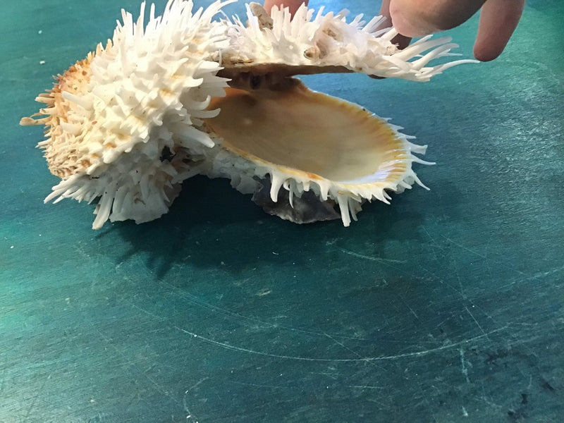 Vintage 5.75" Spondylus - ShellsLoving Coastal Living