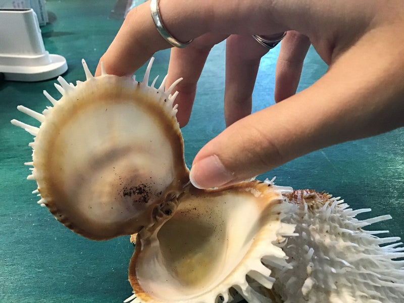 Vintage 5.75" Spondylus - ShellsLoving Coastal Living