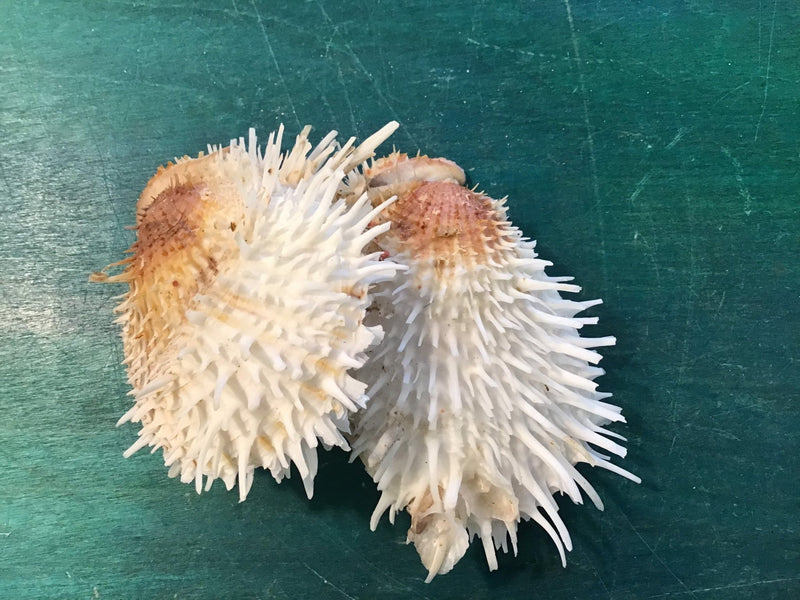 Vintage 5.75" Spondylus - ShellsLoving Coastal Living