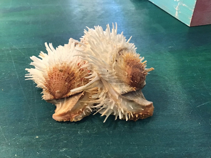 Vintage 5.75" Spondylus - ShellsLoving Coastal Living