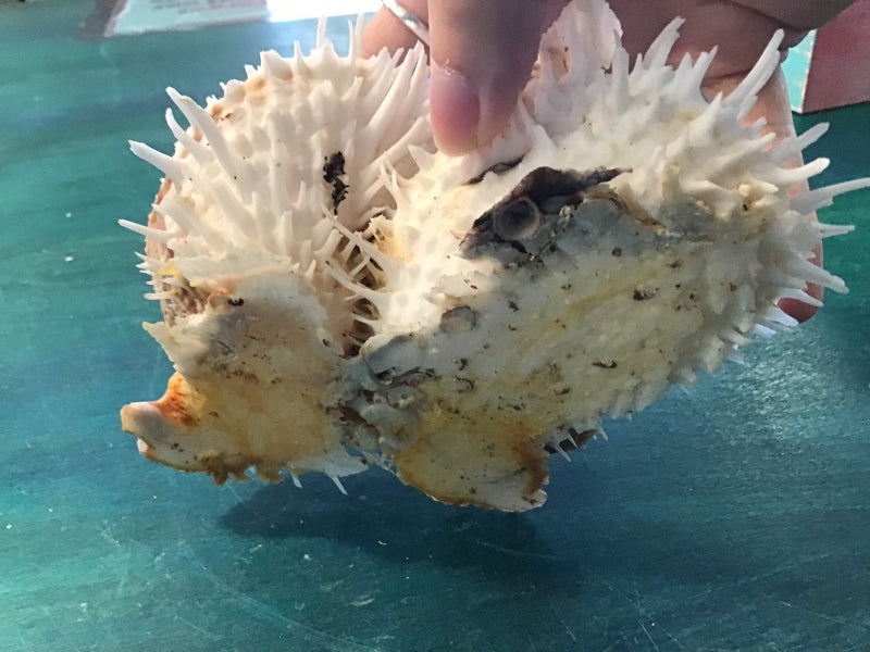 Vintage 5.75" Spondylus - ShellsLoving Coastal Living