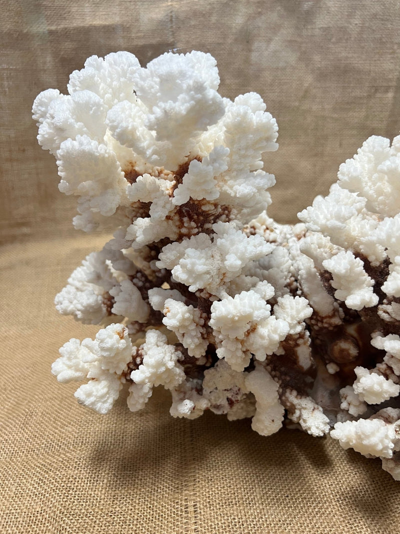 Vintage Brownstem - 15" - coralTideline