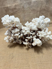 Vintage Brownstem - 15