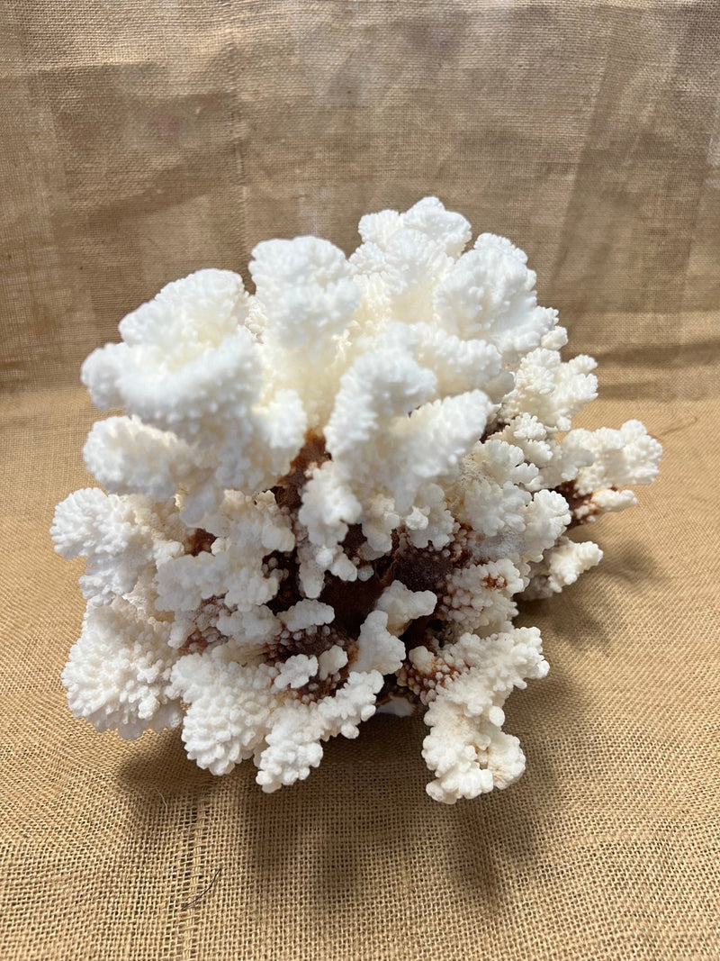 Vintage Brownstem - 15" - coralTideline