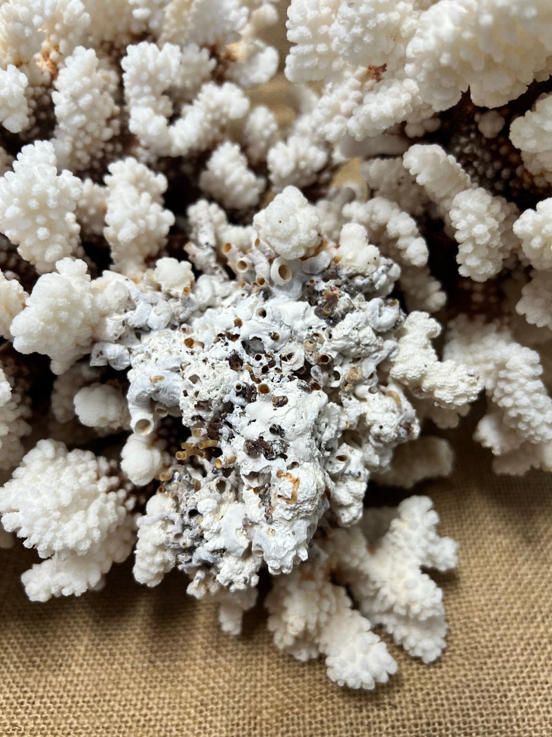Vintage Brownstem - 15" - coralTideline