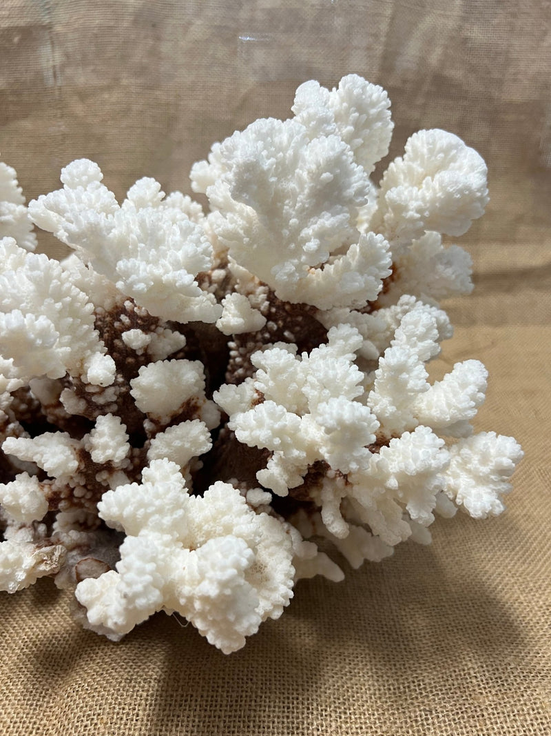Vintage Brownstem - 15" - coralTideline
