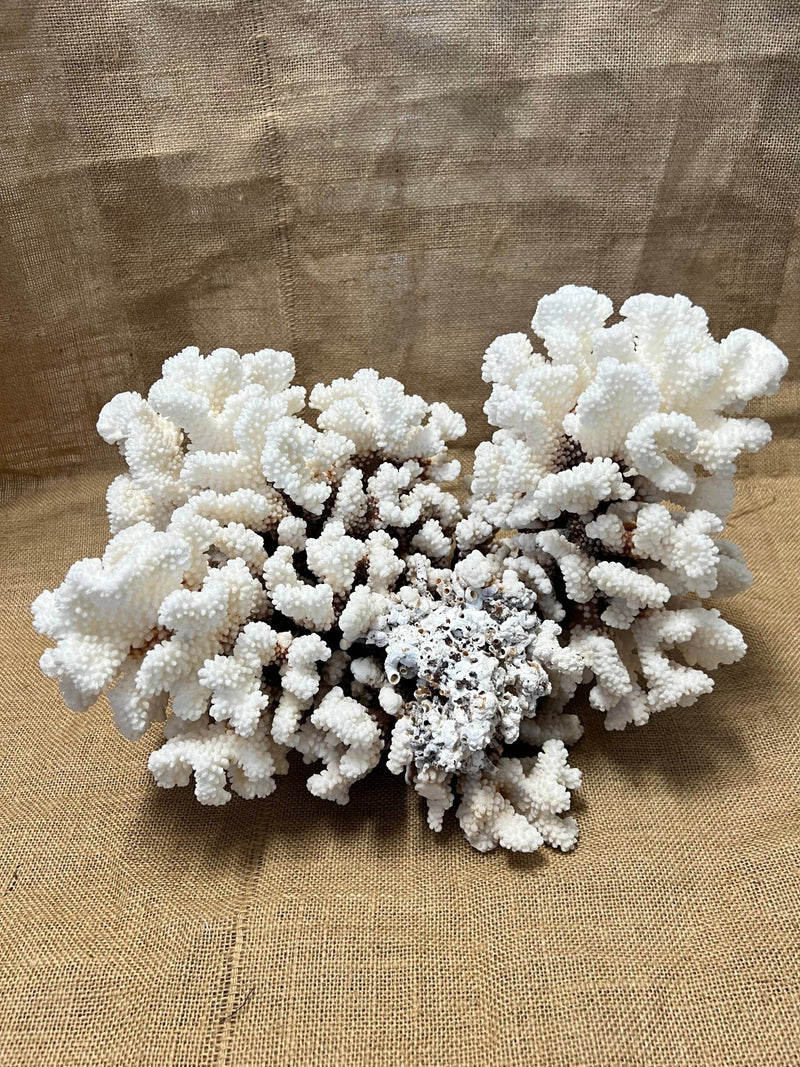 Vintage Brownstem - 15" - coralTideline