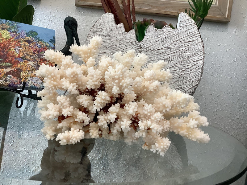 Vintage Brownstem Coral - 8.5" - coralTideline