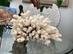 Vintage Brownstem Coral - 8.5