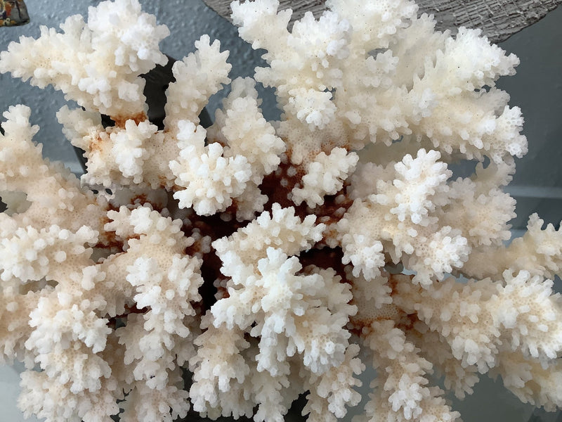 Vintage Brownstem Coral - 8.5" - coralTideline
