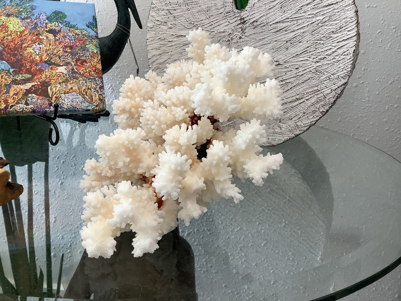 Vintage Brownstem Coral - 8.5" - coralTideline