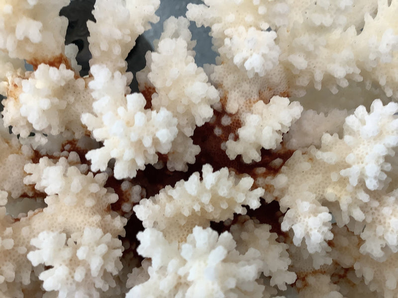 Vintage Brownstem Coral - 8.5" - coralTideline