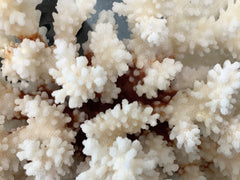 Vintage Brownstem Coral - 8.5