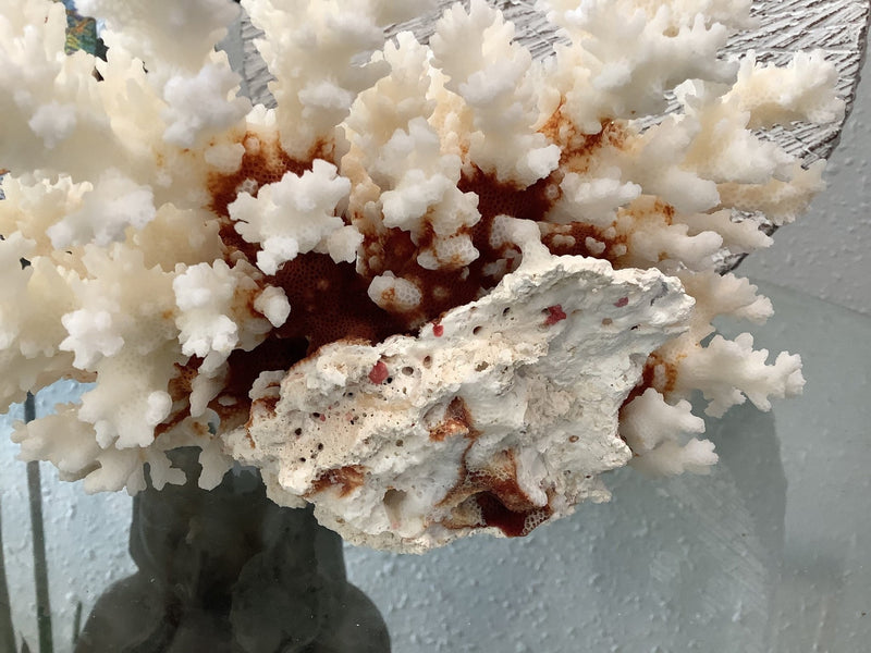 Vintage Brownstem Coral - 8.5" - coralTideline
