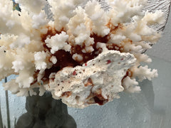 Vintage Brownstem Coral - 8.5