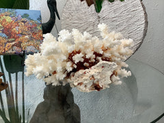 Vintage Brownstem Coral - 8.5