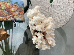Vintage Brownstem Coral - 8.5