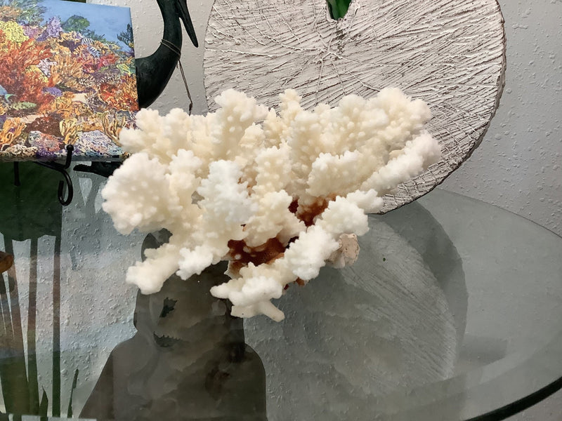 Vintage Brownstem Coral - 9.25" - coralTideline