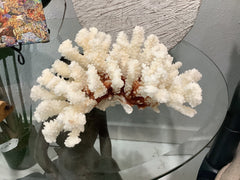 Vintage Brownstem Coral - 9.25