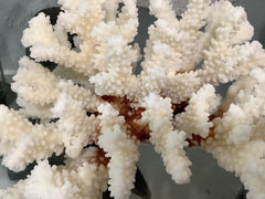 Vintage Brownstem Coral - 9.25
