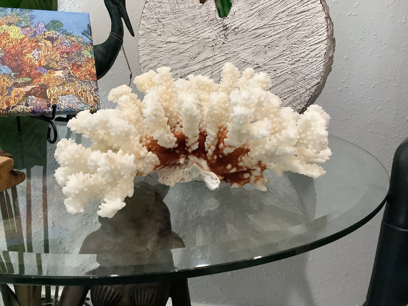 Vintage Brownstem Coral - 9.25" - coralTideline