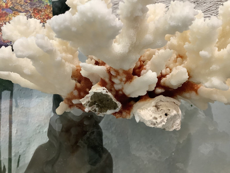 Vintage Brownstem Coral - 9.25" - coralTideline