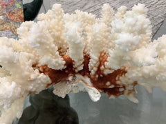 Vintage Brownstem Coral - 9.25