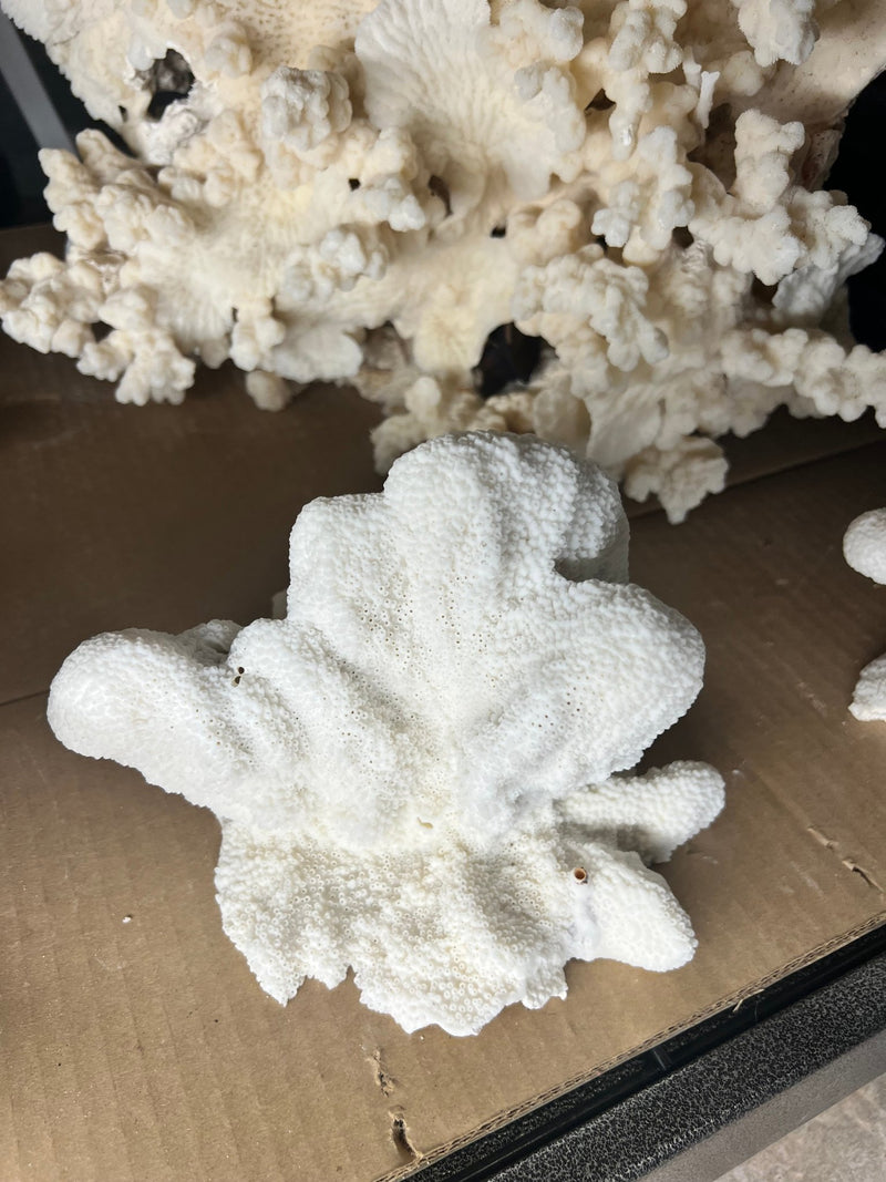 Vintage Catspaw Coral - 8" - coralTideline