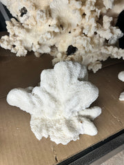 Vintage Catspaw Coral - 8