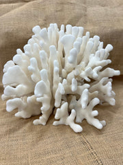 Vintage Elkhorn Coral - CoralTideline