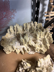 Vintage Fire Green Slab Coral - 16
