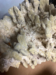 Vintage Fire Green Slab Coral - 16