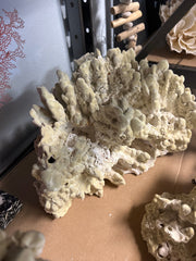 Vintage Fire Green Slab Coral - 16