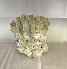 Vintage Fire Green Slab Coral - 9.5
